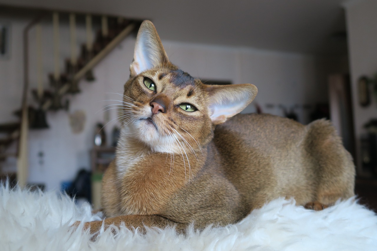 Exploring the Gentle Spirit of the Abyssinian